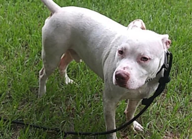 alligator devours large pitbull in florida